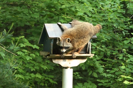 Get Rid Of Raccoons - From Bird Feeders Or Pet Food