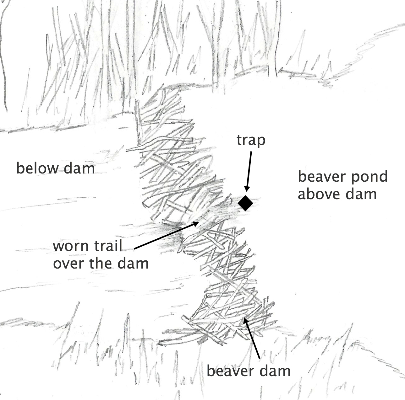 How To Trap A Beaver Tips And Secrets