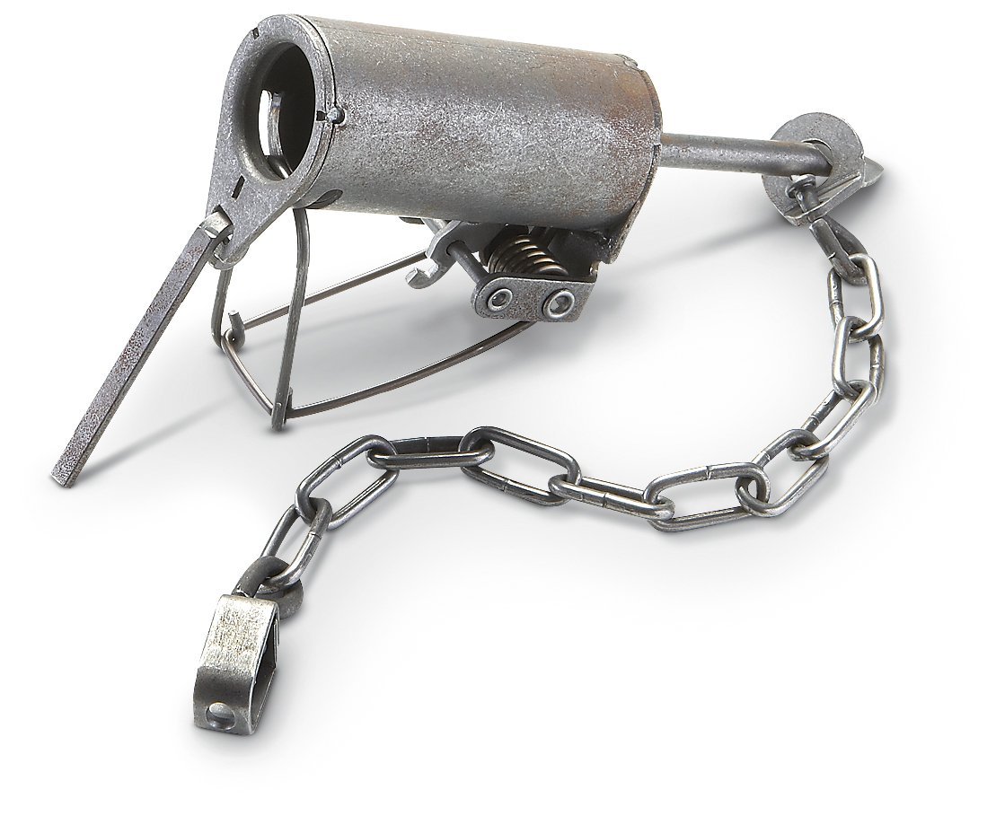 proof coon trap raccoon traps which one should you use proof coon trap raccoon traps which one should you use