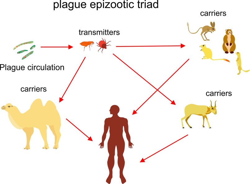 Diseases Spread By Fleas Should You Be Concerned?