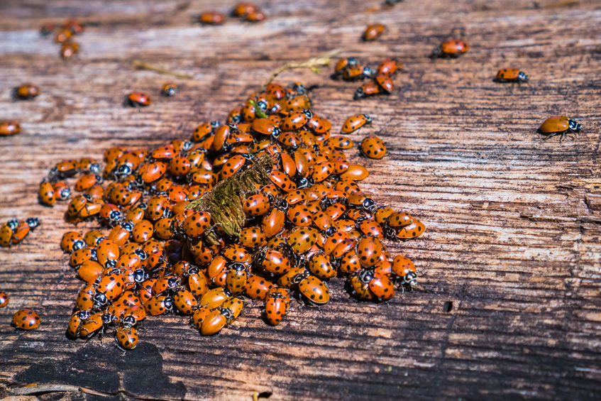 Get Rid Of Ladybugs In Your Home Asian Lady Beetles