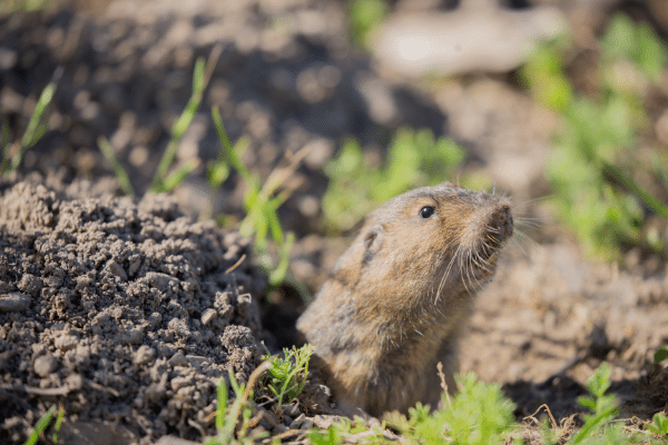 pocket-gopher1-compressed