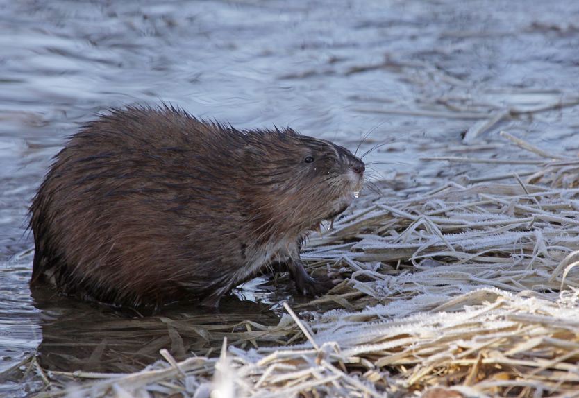 Muskrat Trapping Best Sets And Techniques