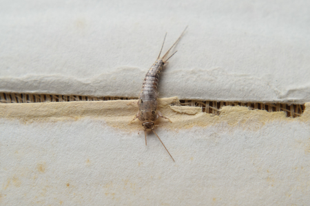 silverfish extermination