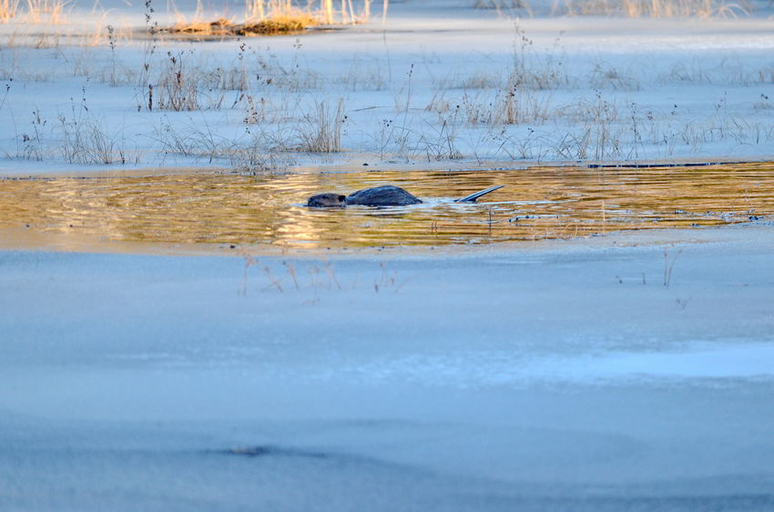 Ice Trapping Beaver Winter Beaver Sets