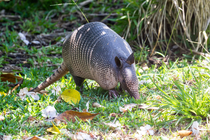 Trapping Armadillos The Best Way