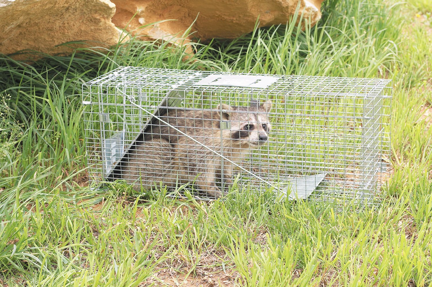 Get Rid Of Raccoons - From Bird Feeders Or Pet Food