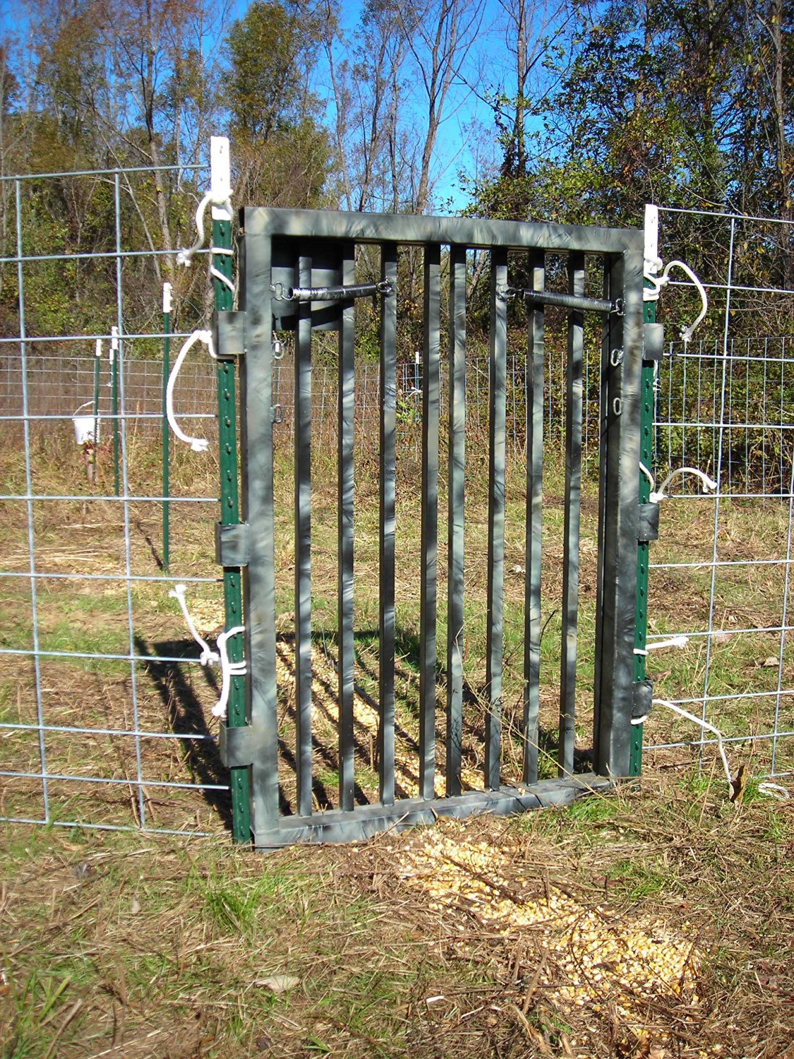 Trapping Wild Hogs What S The Best Way
