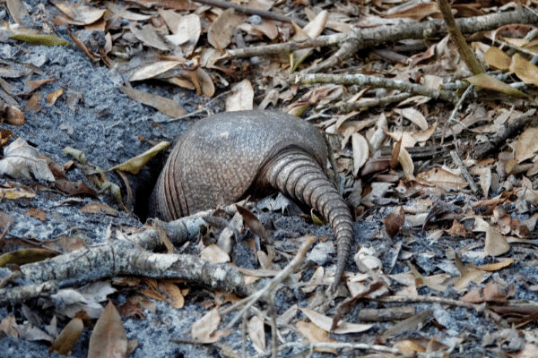 Trapping Armadillos - The Best Way