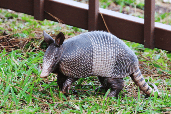 Trapping Armadillos - The Best Way