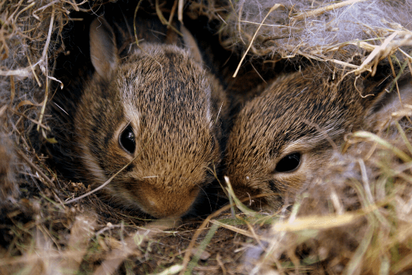 Baby Rabbits - What To Do If You Find One In Your Yard