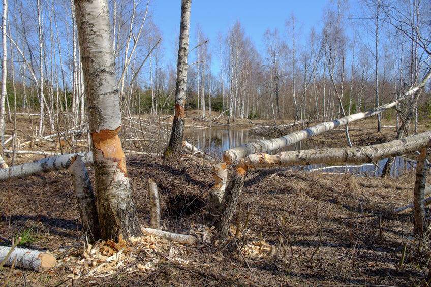 Beaver Trapping Techniques - How To Set A Beaver Trap