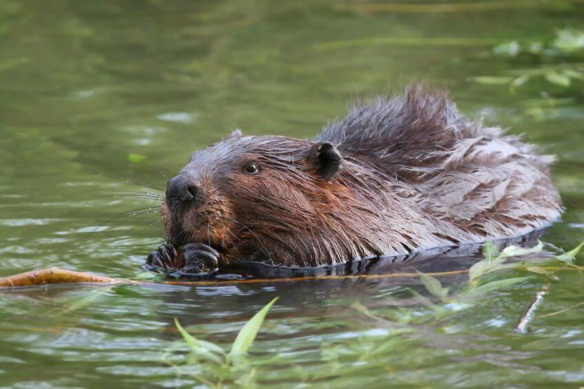 Beaver Trapping Sets - Which Ones Work The Best?