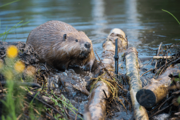 Trapping Beavers - Best Sets And Information