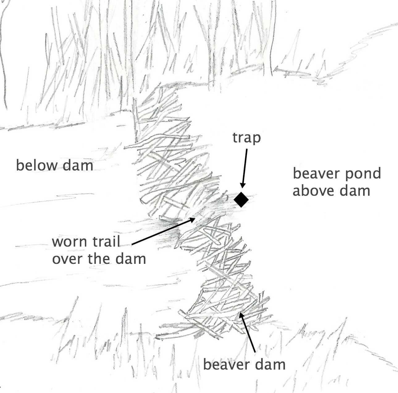 Bavarian beaver trap set, located near fresh beaver foraging field