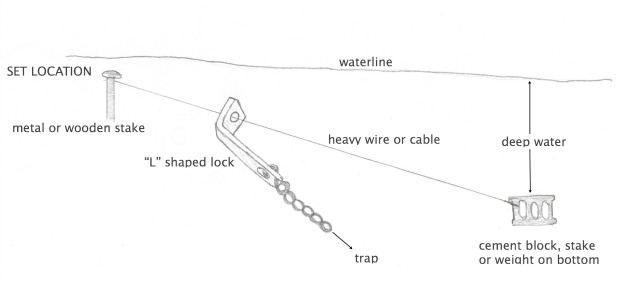 beaver trapping sets which ones work the best how drowning works