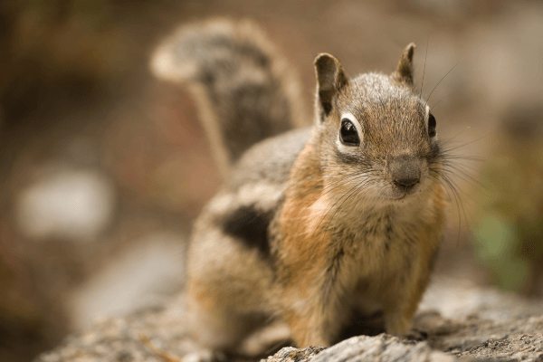  Little Killer Squirrel Trap for Squirrel & Chipmunk
