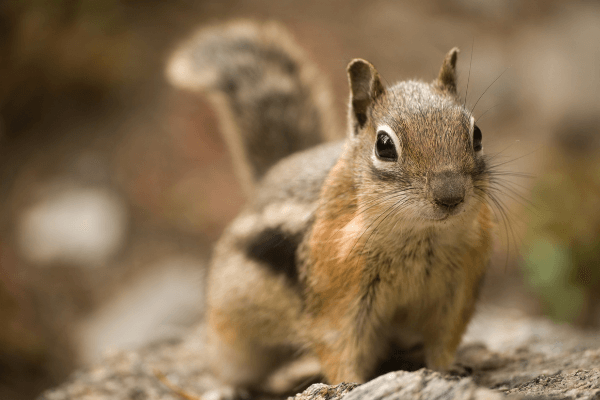 Squirrel Removal, Chipmunk Trapping