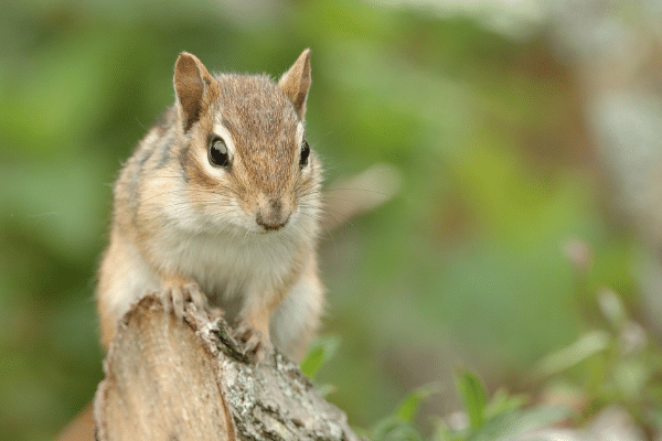 How To Catch A Chipmunk With A Live Trap Solutions Pest Lawn