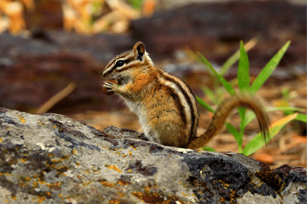 https://www.trap-anything.com/images/chipmunk6-compressed.png