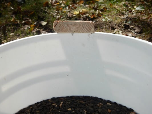 Chipmunk easily escapes the 5-gallon bucket trap 1080p 