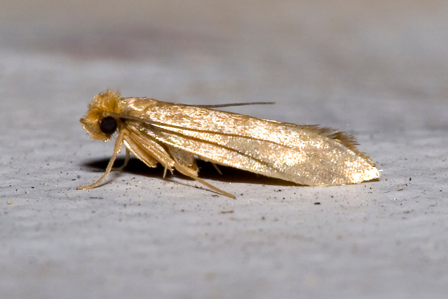 Where do clothing moths come from? – Dr. Killigan's