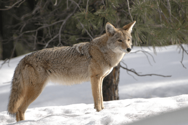 Dirt Hole Set - Trapping Fox And Coyotes