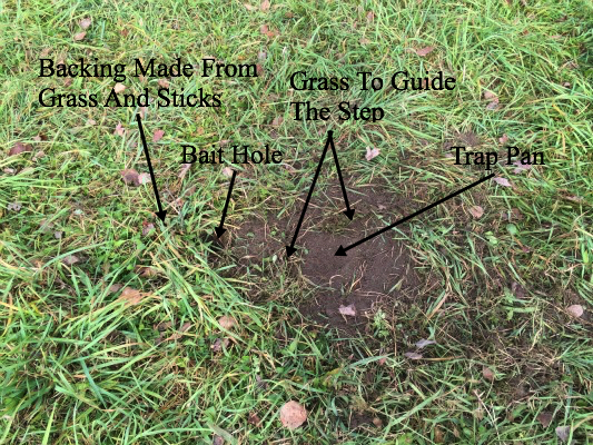 Dirt Hole Set Tring Fox And Coyotes The Dirt Hole Set Is One Of Most Widely Used Sets To Trap Fox Coyotes And Even Bobcat