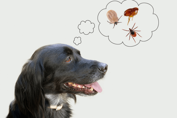 Garlic for fleas and ticks clearance