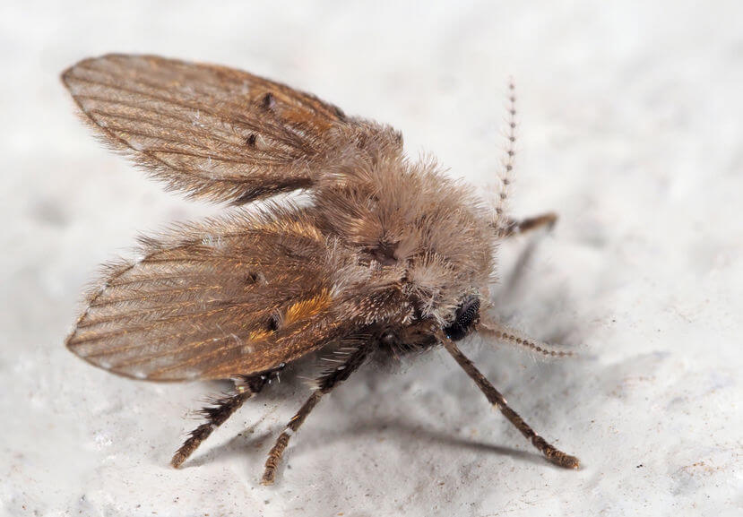 flies motmuggen terminix attracts spiders exterminator