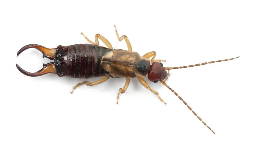 essential oils to get rid of earwigs