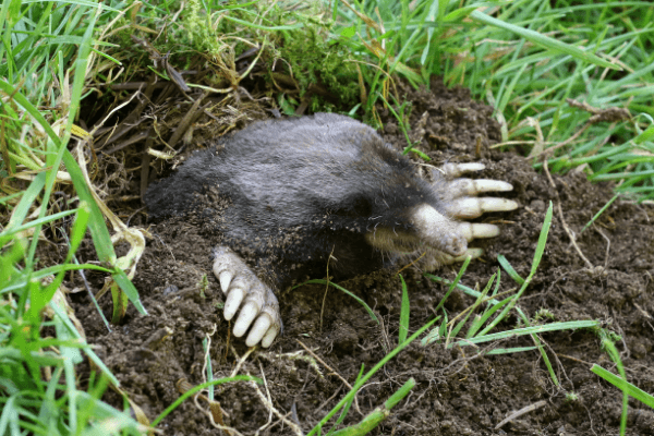 https://www.trap-anything.com/images/garden-mole1-compressed.png