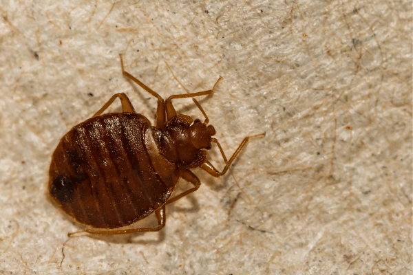 get-rid-of-bed-bugs get-rid-of-bed-bugs