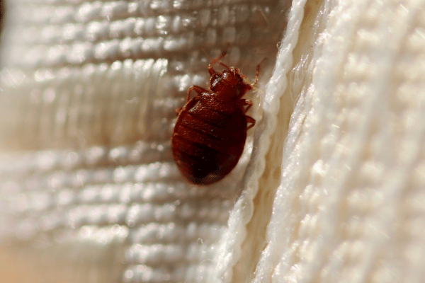 get-rid-of-bed-bugs3 get-rid-of-bed-bugs3