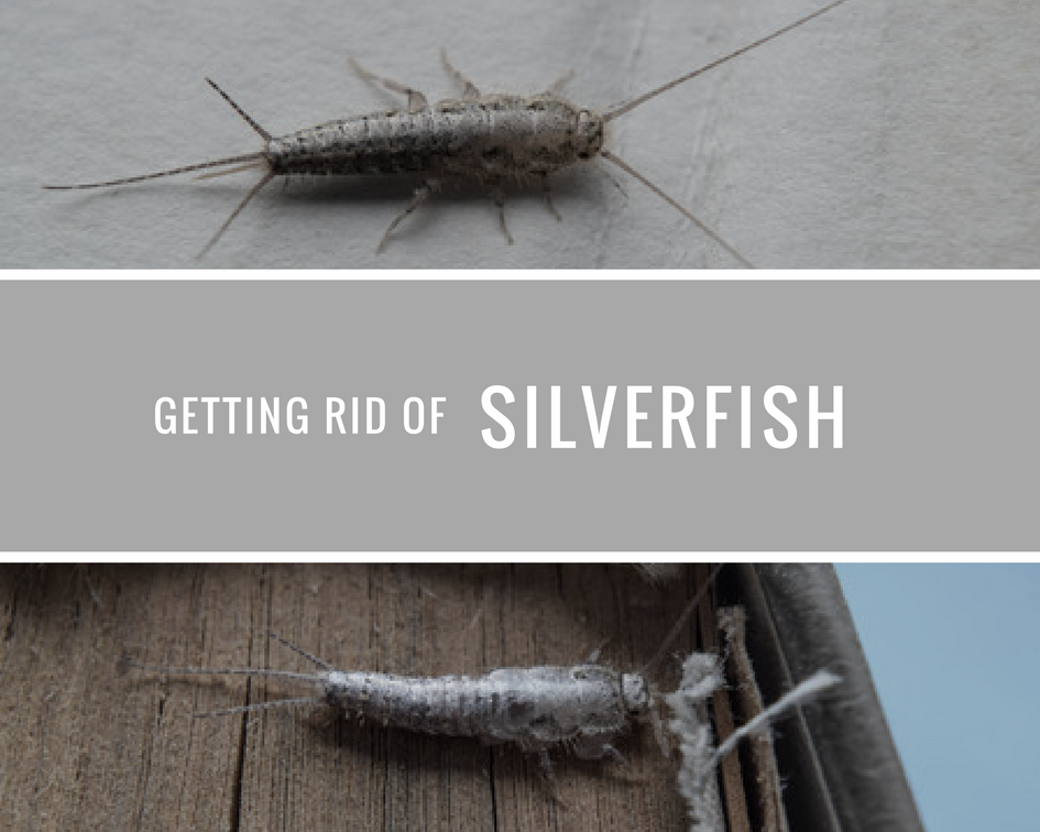 Getting Rid Of Silverfish The Best Way