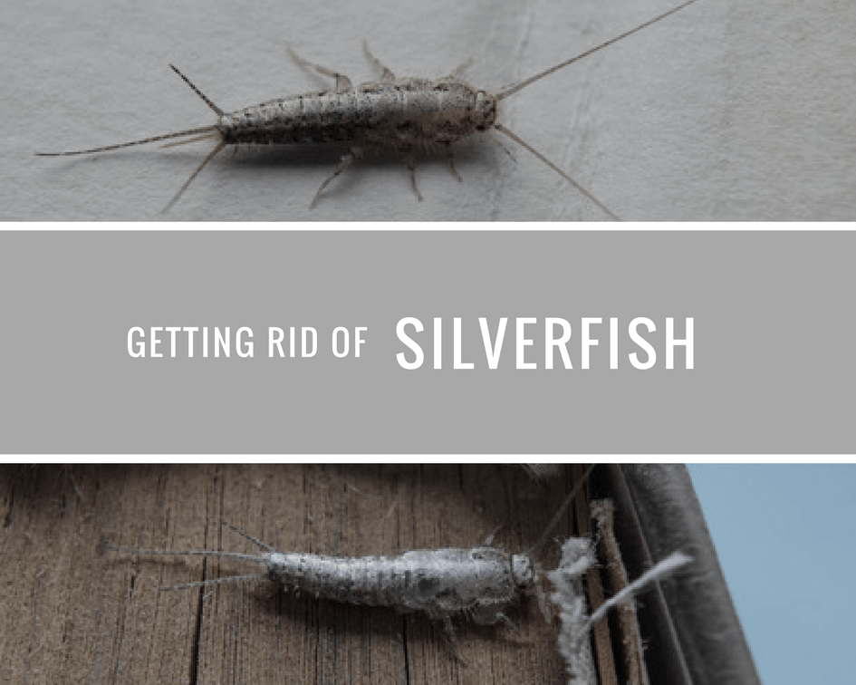 Getting Rid Of Silverfish - The Best Way