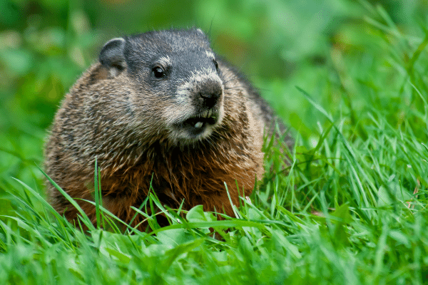 Trapping Groundhogs - How To Trap A Woodchuck