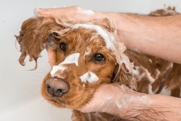 Homemade flea shampoo outlet