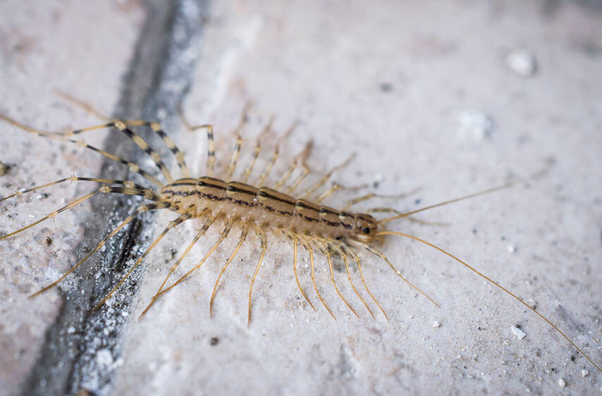 Centipede Prevention Tips