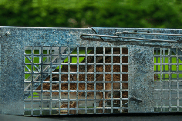 Live Animal Trap - What's The Best Choice?