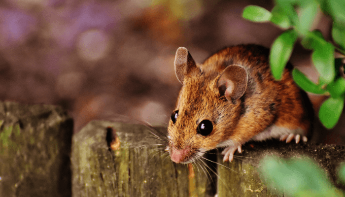 Best Mouse Traps, Blog