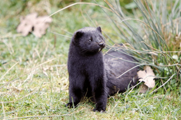 Mink Animal Facts - Learn About Mink