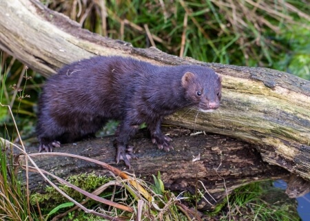 Mink Traps - Which Size Works The Best?