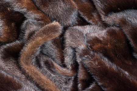Mink Facts And Information
