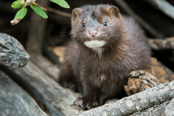 Trapping Mink - Best Sets And Trap Selection
