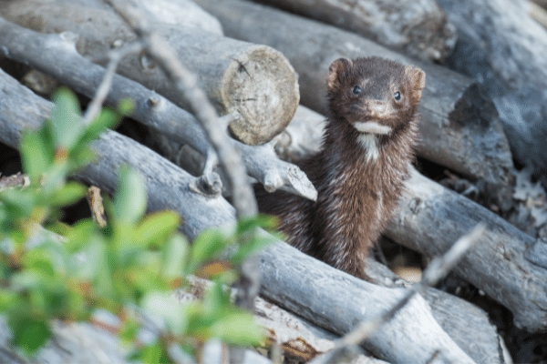 Lenon's Fresh Muskrat Meat Bait for Weasel, Mink  