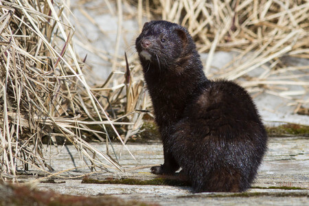 Mink Animal Facts - Learn About Mink Mink Animal Facts - Learn About Mink