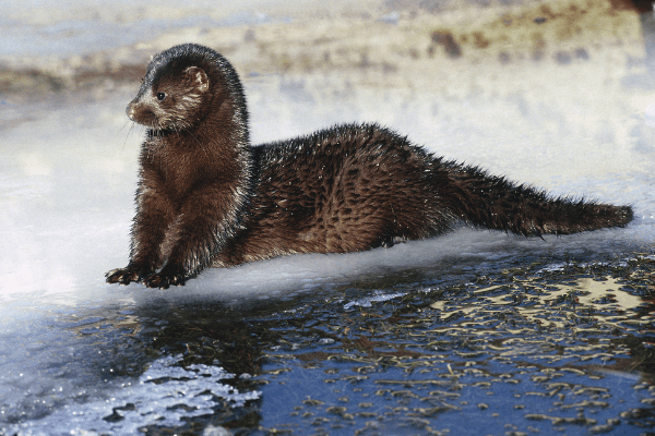 North American Mink - Facts, Habitat, Diet And Behavior North American Mink - Facts, Habitat, Diet And Behavior