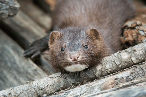 Mink Facts And Information