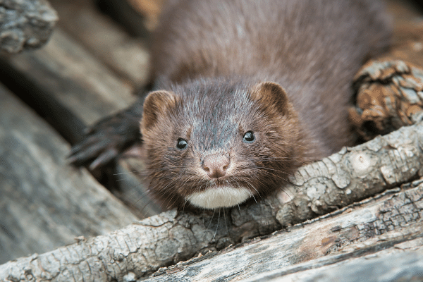 Mink Control, Repellent And Trapping For The Home And Yard